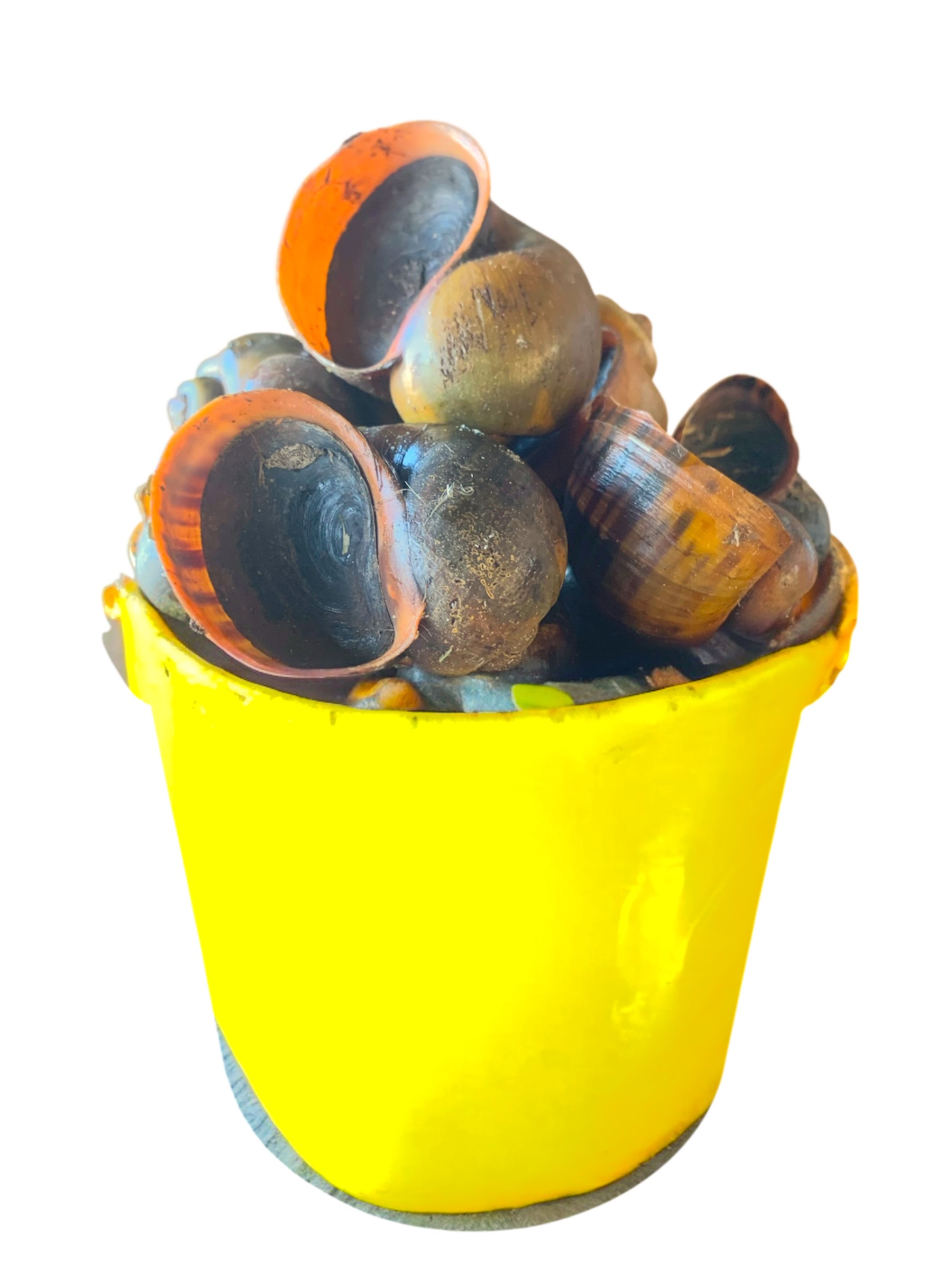 Photoroom_20250620_93457aE¯AM Cleaned sea snails - Image 1